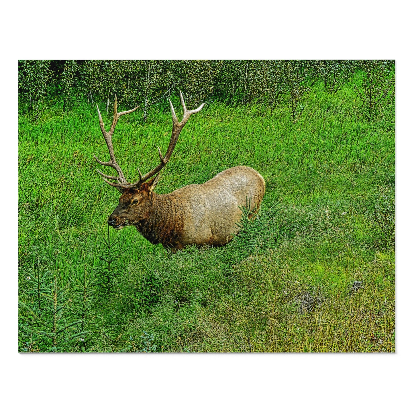 Jigsaw Puzzle (30, 110, 252, 500,1000-Piece) - Jasper National Park Elk
