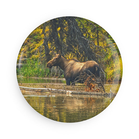 Button Magnet, Round (1 & 10 pcs) - Jasper National Park Moose Lake Moose