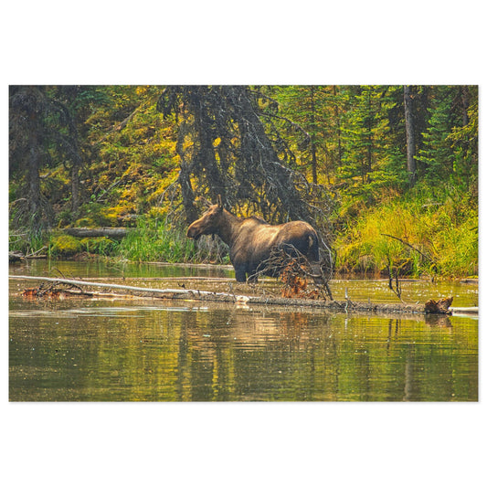 Jigsaw Puzzle (30, 110, 252, 500,1000-Piece) - Moose Lake Moose