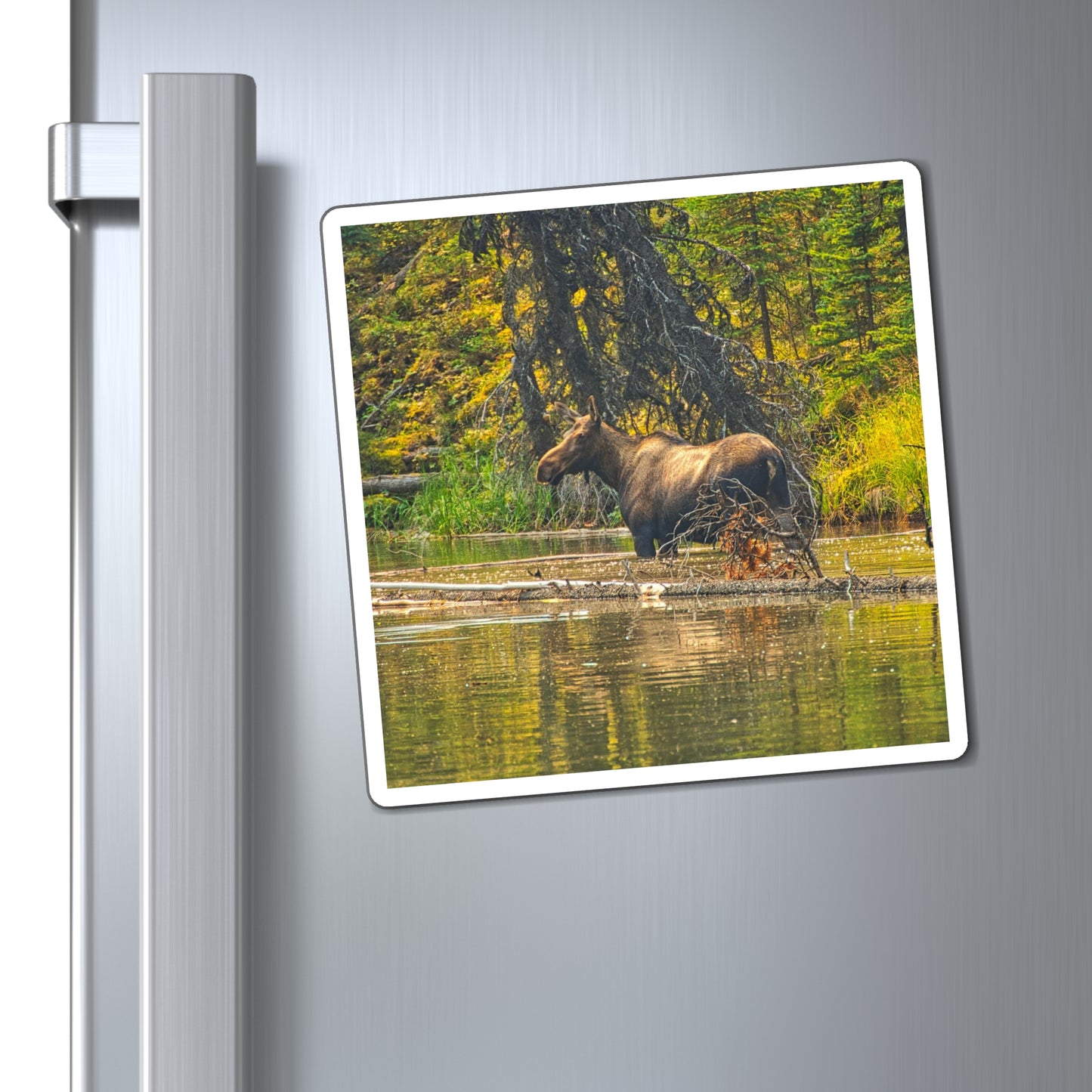 Magnets - Jasper National Park Moose Lake Moose