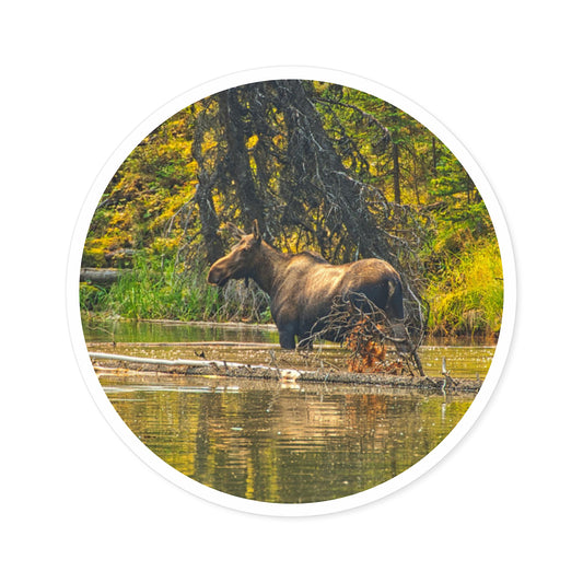 Round Stickers - Jasper National Park Moose Lake Moose