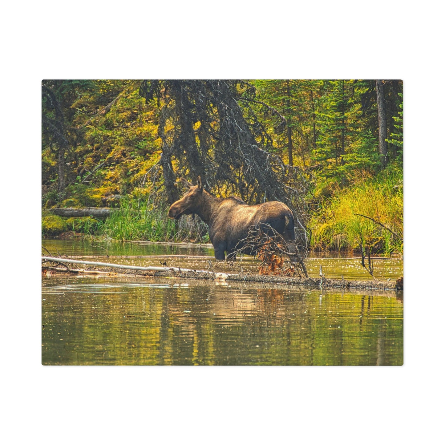 Jigsaw Puzzle (30, 110, 252, 500,1000-Piece) - Mosse Lake Moose