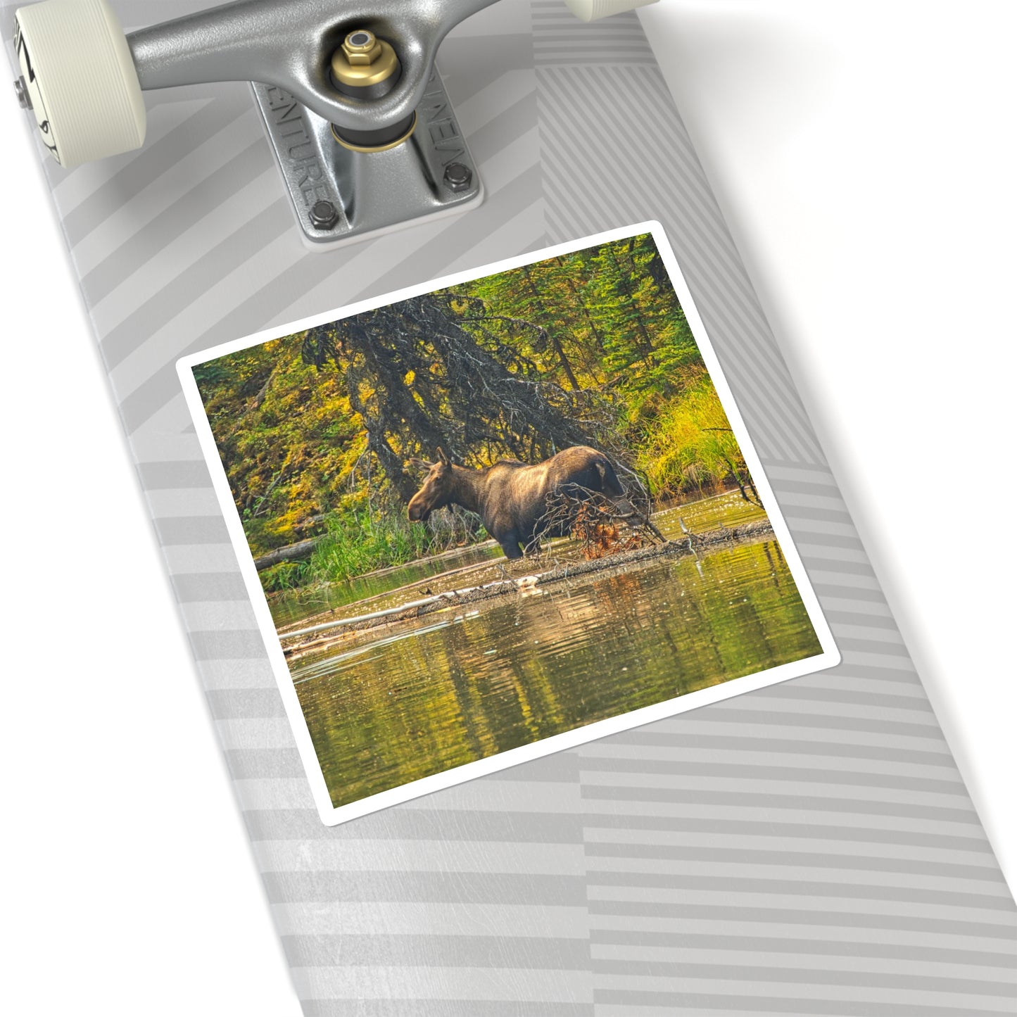 Square Stickers - Jasper National Park Moose Lake Moose