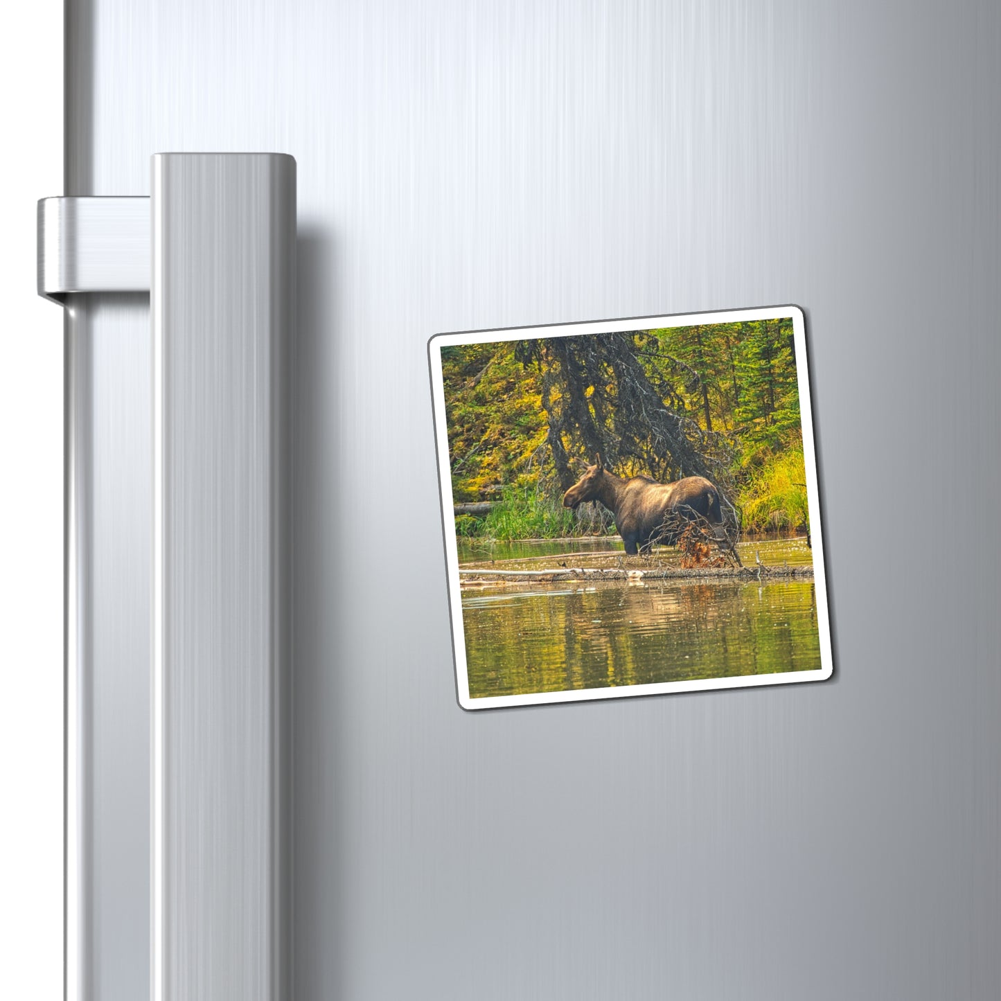 Magnets - Jasper National Park Moose Lake Moose