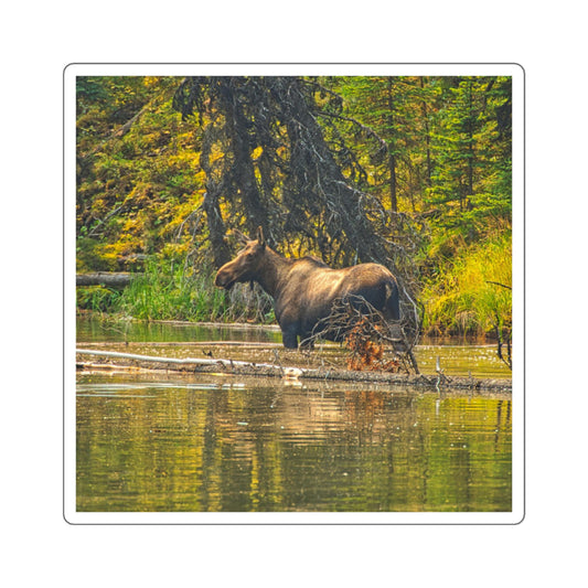 Square Stickers - Jasper National Park Moose Lake Moose