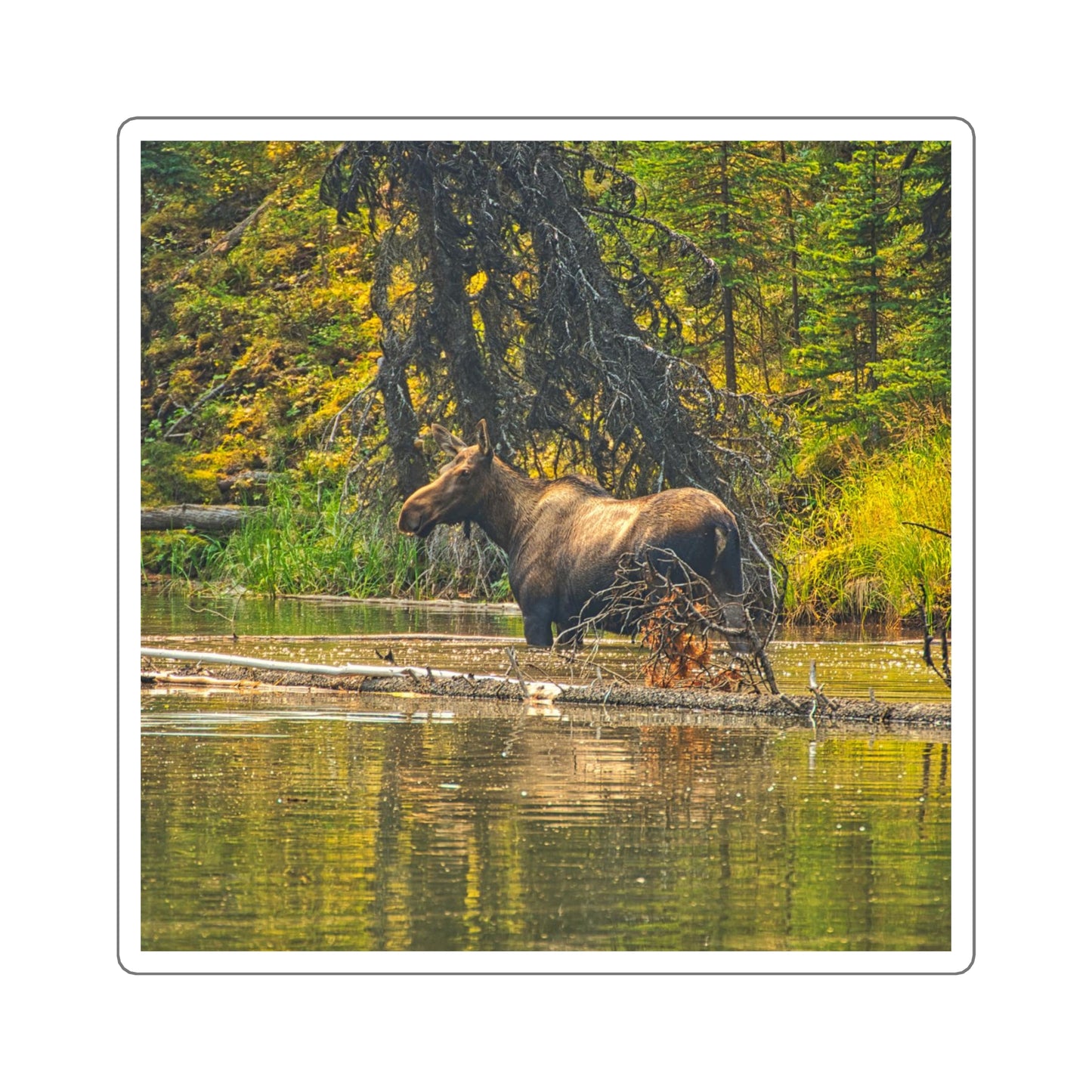 Square Stickers - Jasper National Park Moose Lake Moose