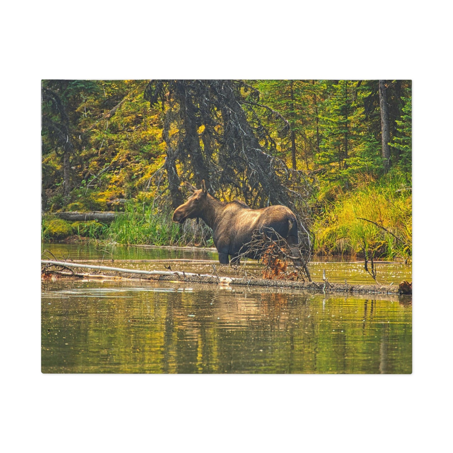 Jigsaw Puzzle (30, 110, 252, 500,1000-Piece) - Mosse Lake Moose
