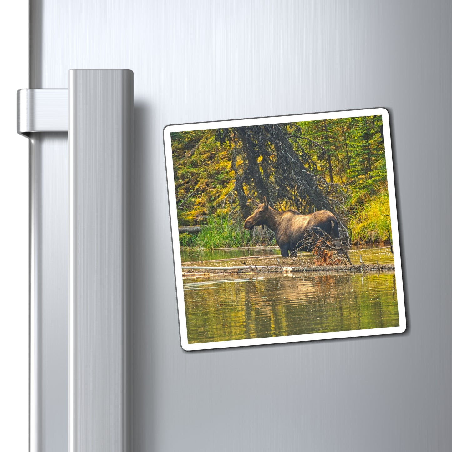 Magnets - Jasper National Park Moose Lake Moose