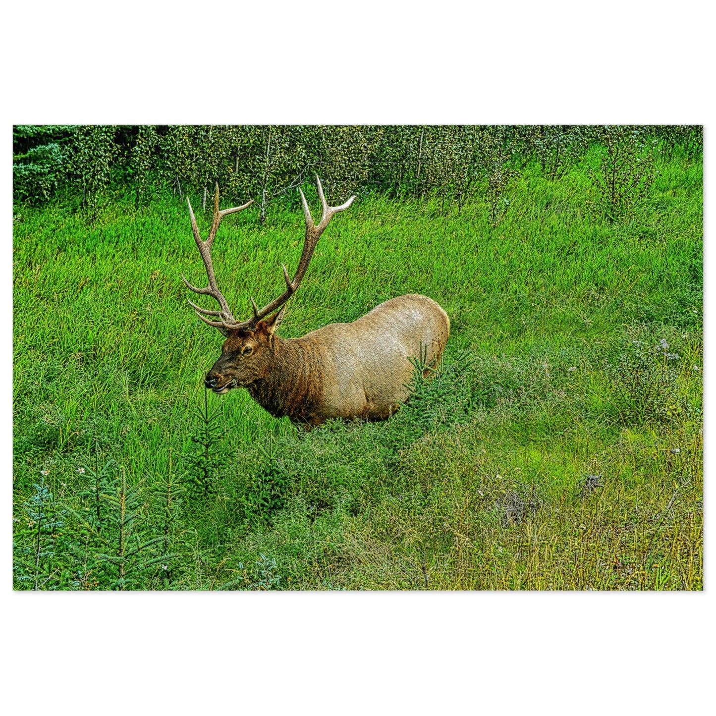 Jigsaw Puzzle (30, 110, 252, 500,1000-Piece) - Jasper National Park Elk