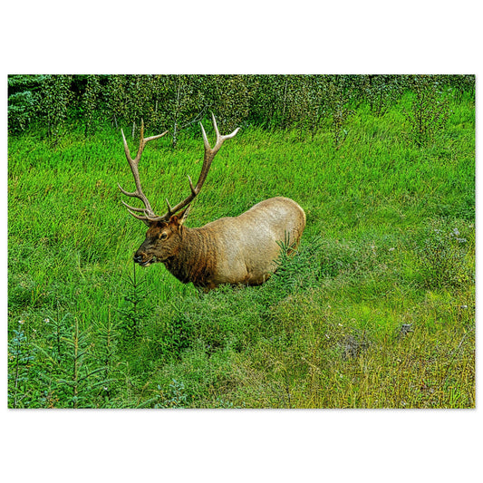 2155a7cc-09f2-454a-bb4a-0d1fafa28214