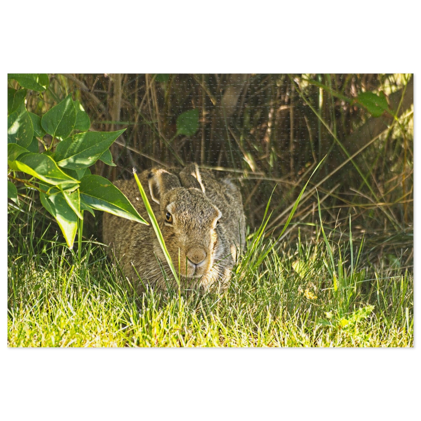 Jigsaw Puzzle (30, 110, 252, 500,1000-Piece) - Rabbit