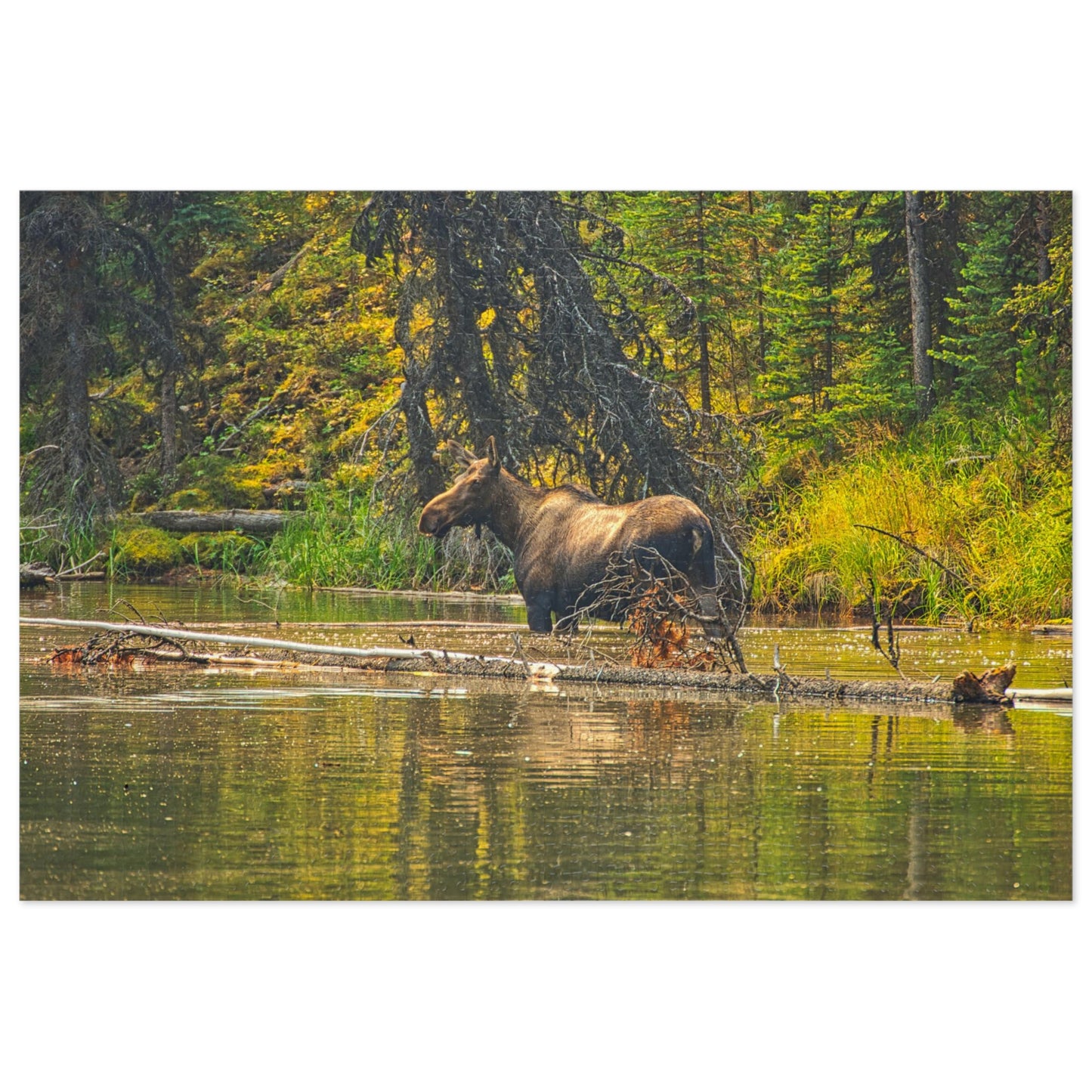 Jigsaw Puzzle (30, 110, 252, 500,1000-Piece) - Mosse Lake Moose