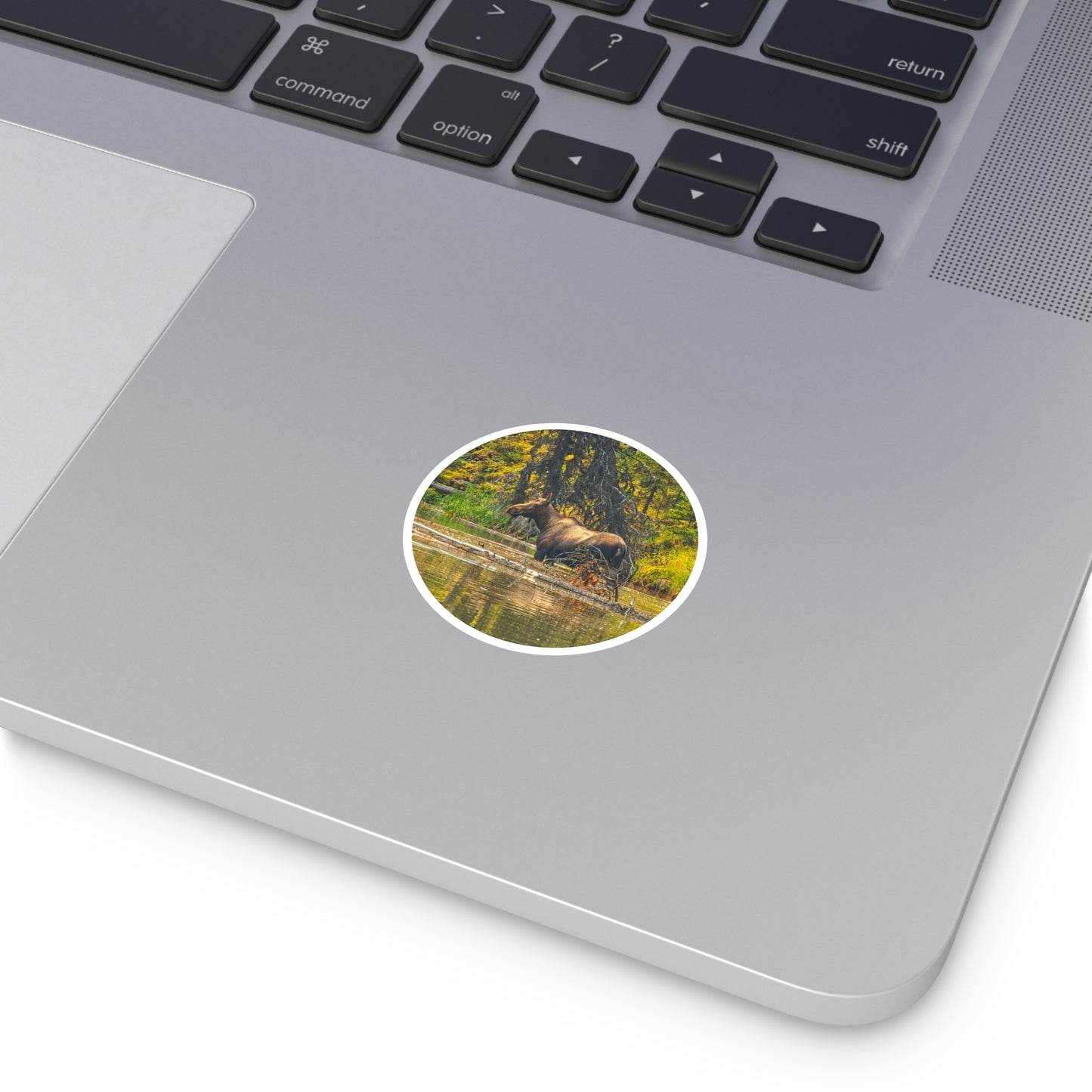 Round Stickers - Jasper National Park Moose Lake Moose