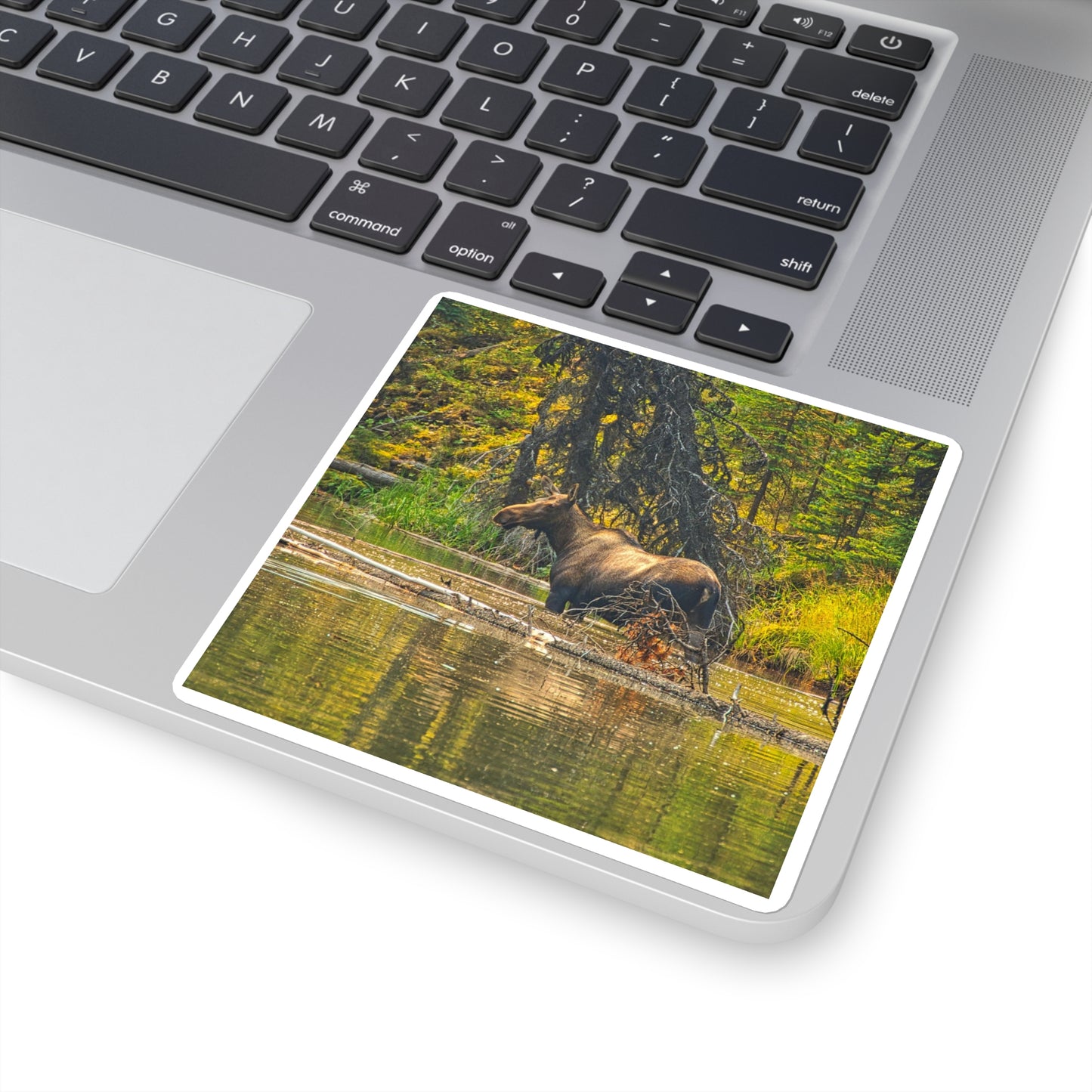 Square Stickers - Jasper National Park Moose Lake Moose