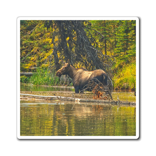 Magnets - Jasper National Park Moose Lake Moose