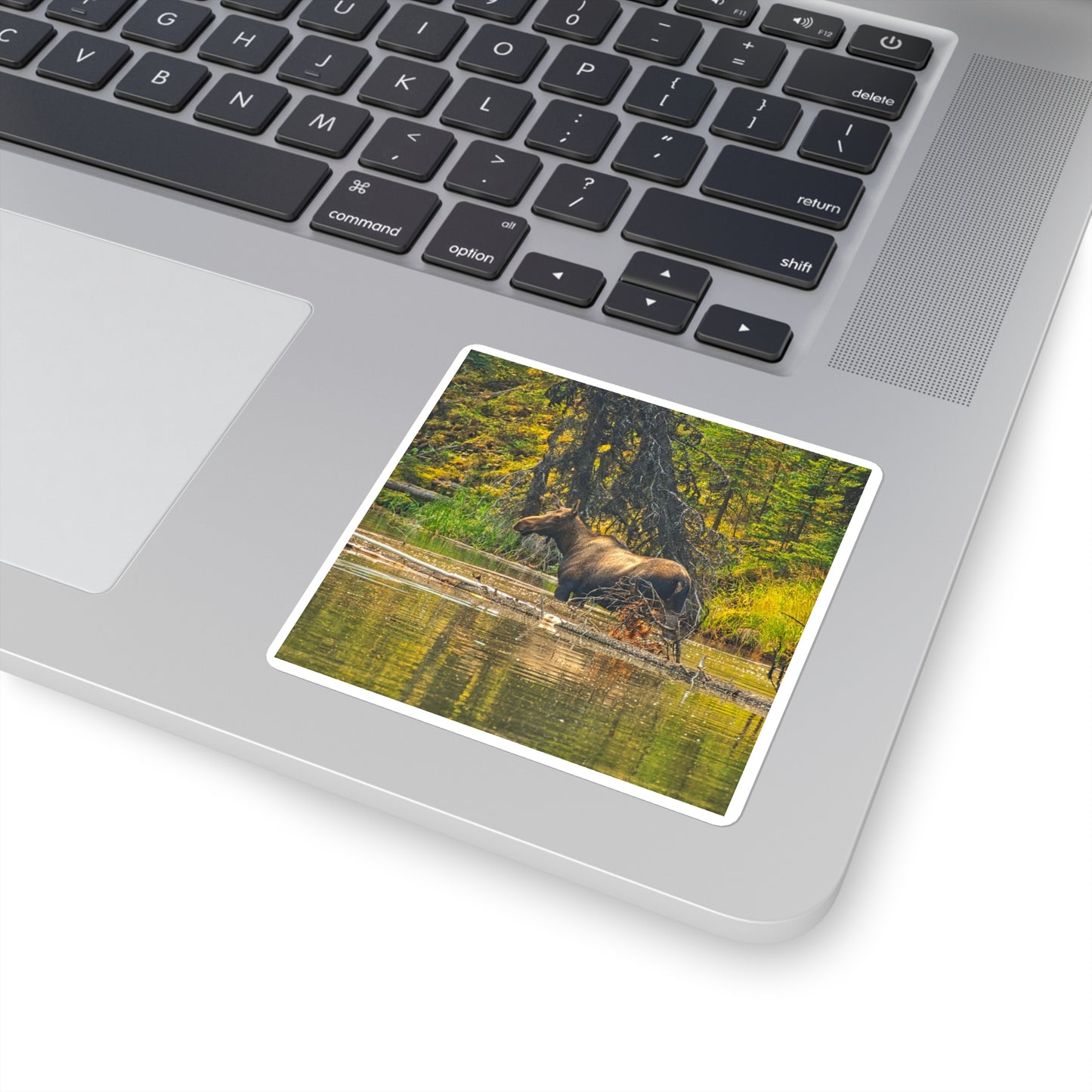 Square Stickers - Jasper National Park Moose Lake Moose