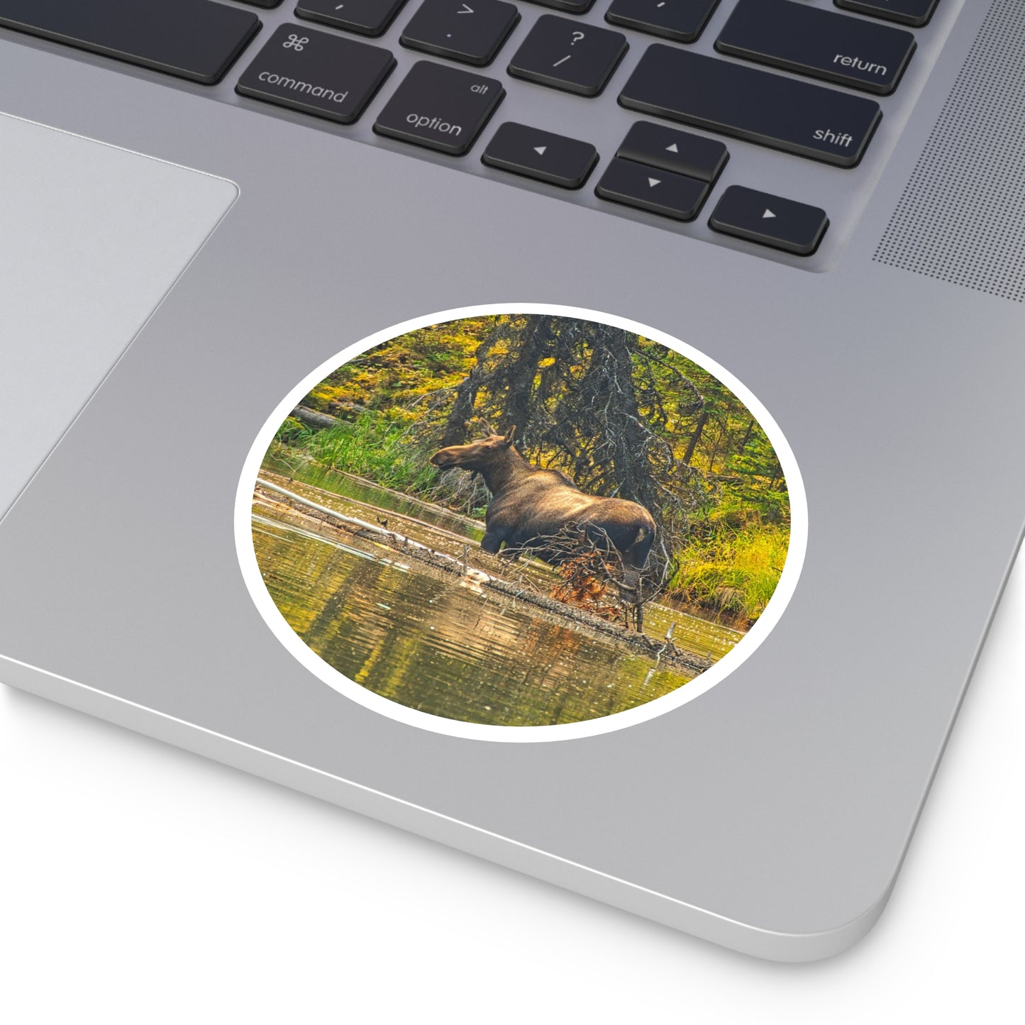 Round Stickers - Jasper National Park Moose Lake Moose