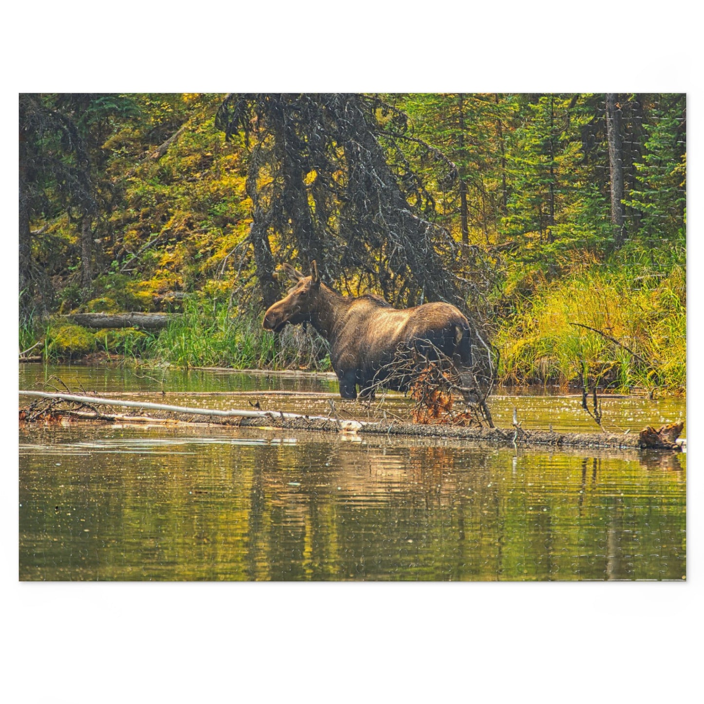 Jigsaw Puzzle (30, 110, 252, 500,1000-Piece) - Mosse Lake Moose