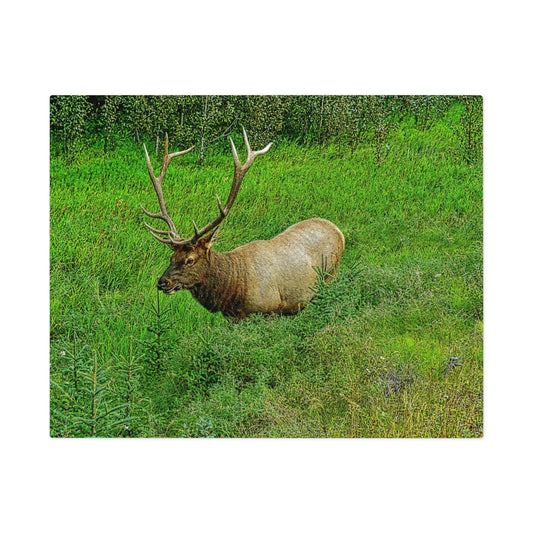 Jigsaw Puzzle (30, 110, 252, 500,1000-Piece) - Jasper National Park Elk