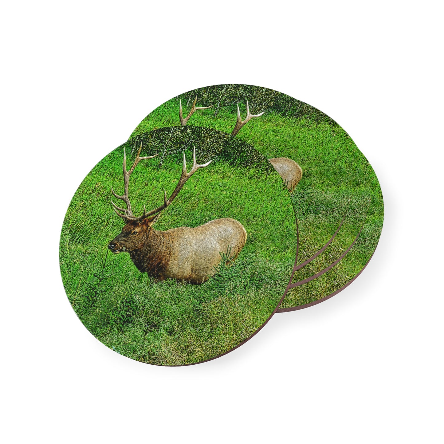 Coasters - Miette River Elk