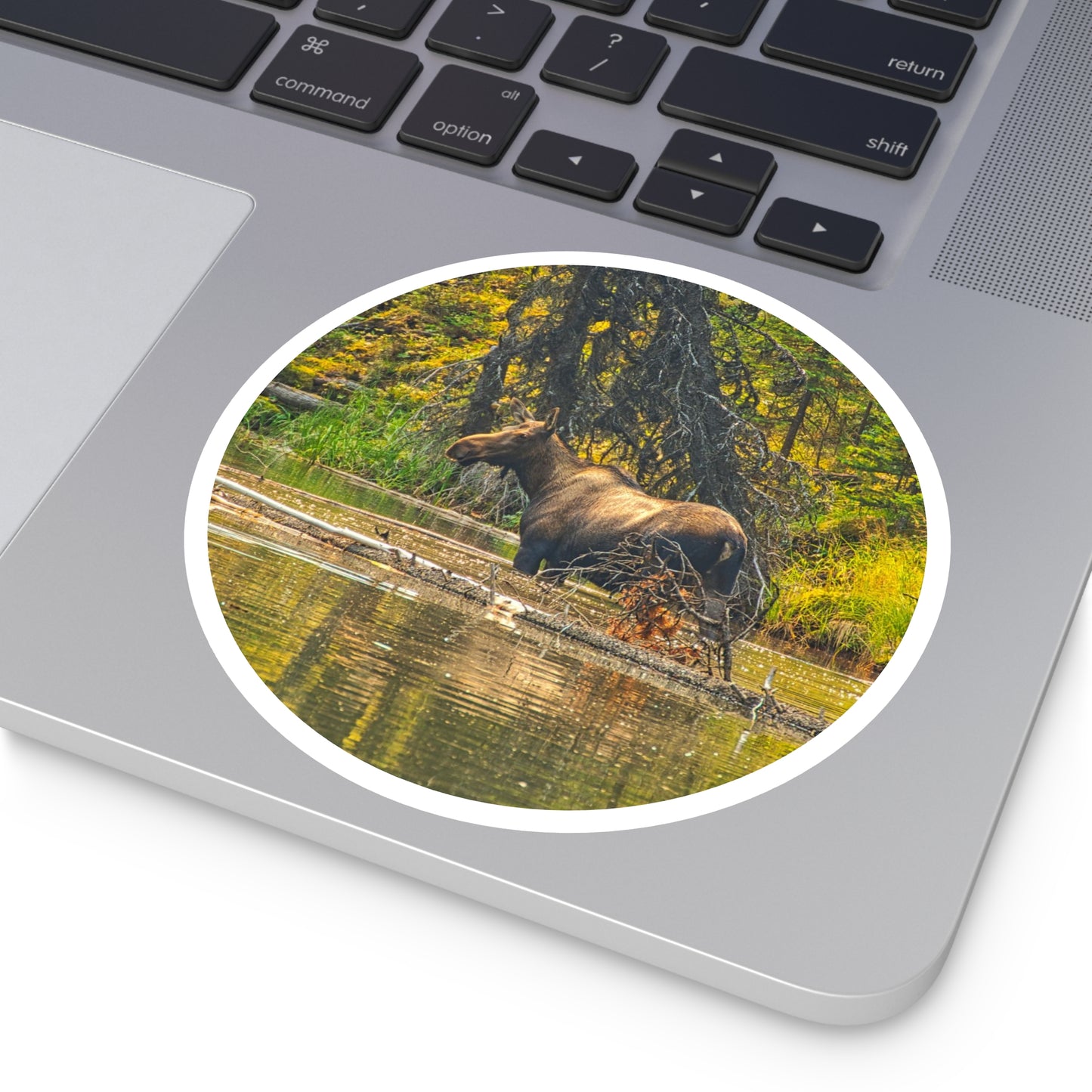 Round Stickers - Jasper National Park Moose Lake Moose