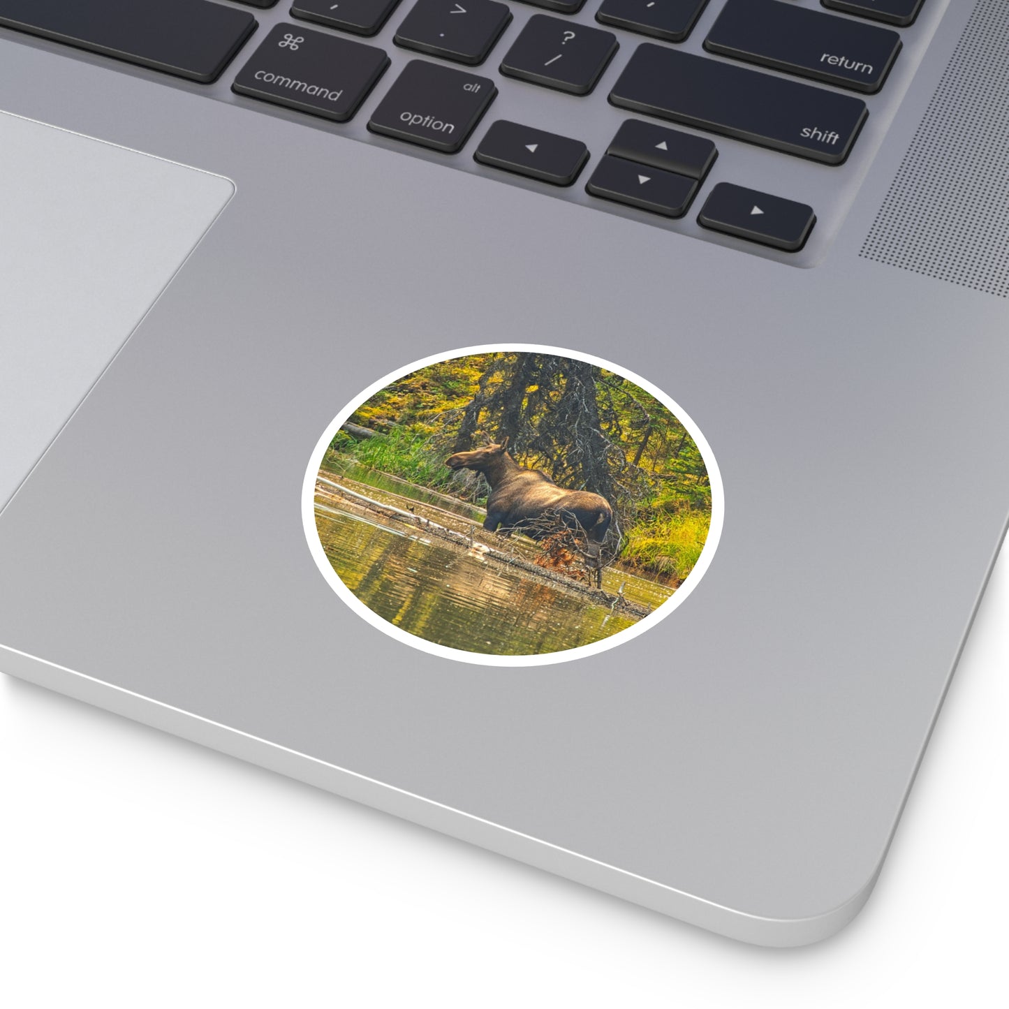 Round Stickers - Jasper National Park Moose Lake Moose