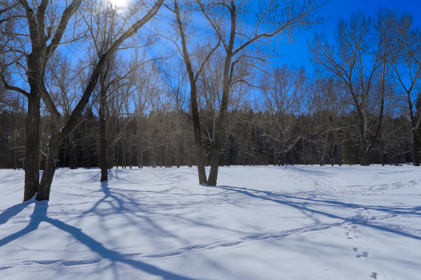 Bowness Park Field Winter Digital Download