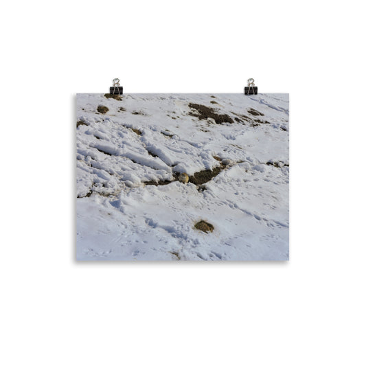 Matte Poster Print - Max Bell Centre Gopher Winter