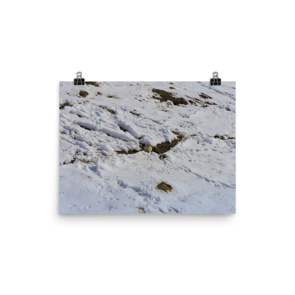 Matte Poster Print - Max Bell Centre Gopher Winter