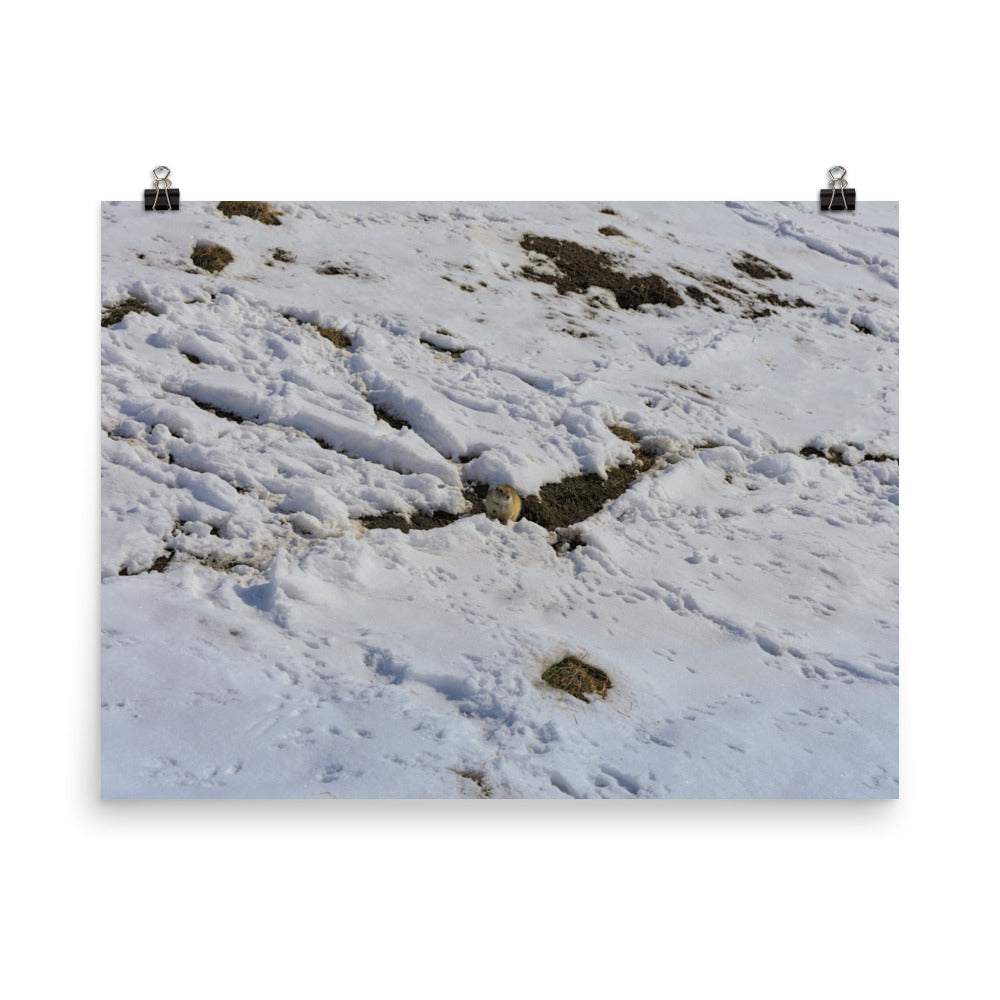 Matte Poster Print - Max Bell Centre Gopher Winter