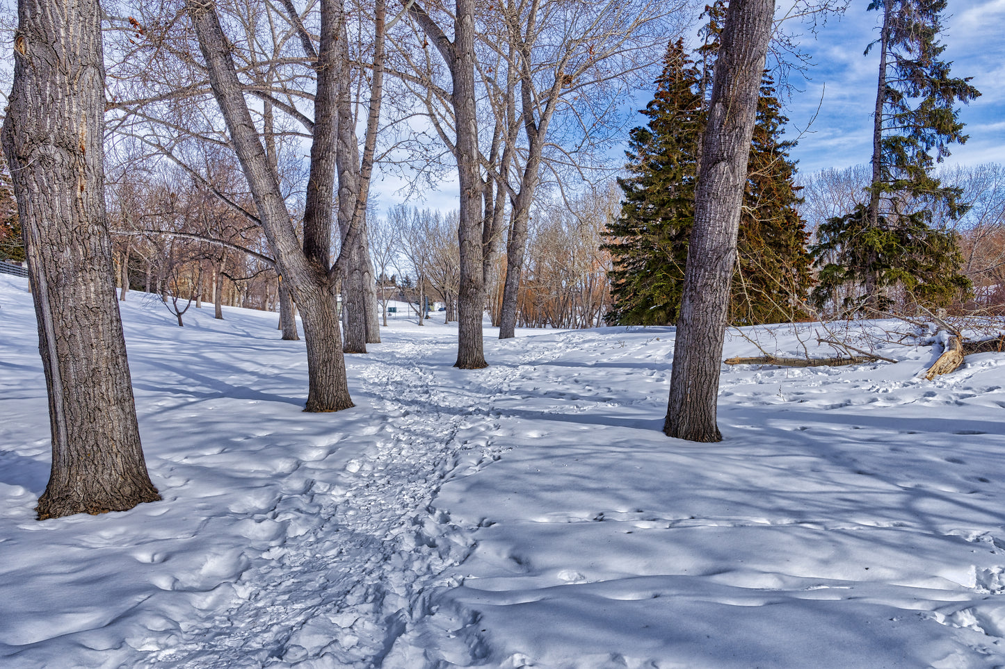 Confederation Park Winter HDR Digital Download