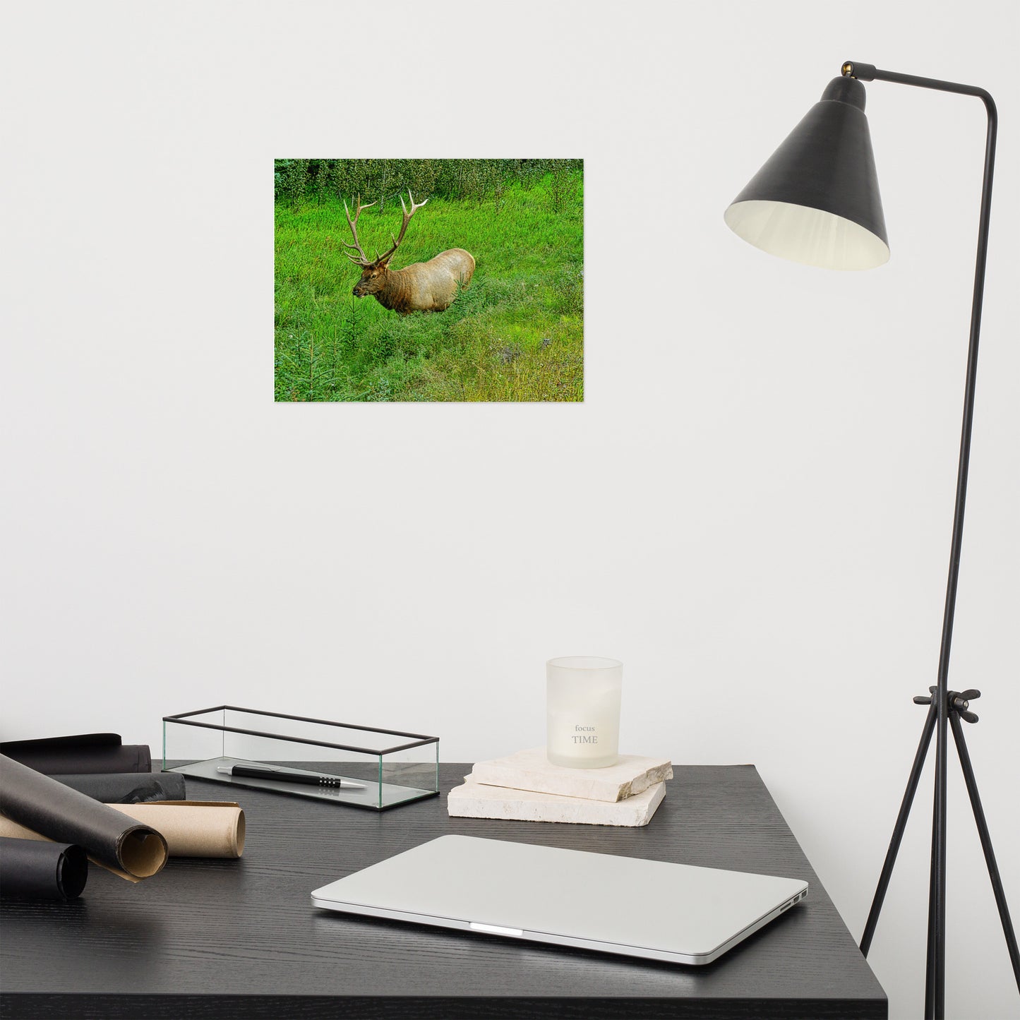 Matte Poster Print - Jasper National Park Elk