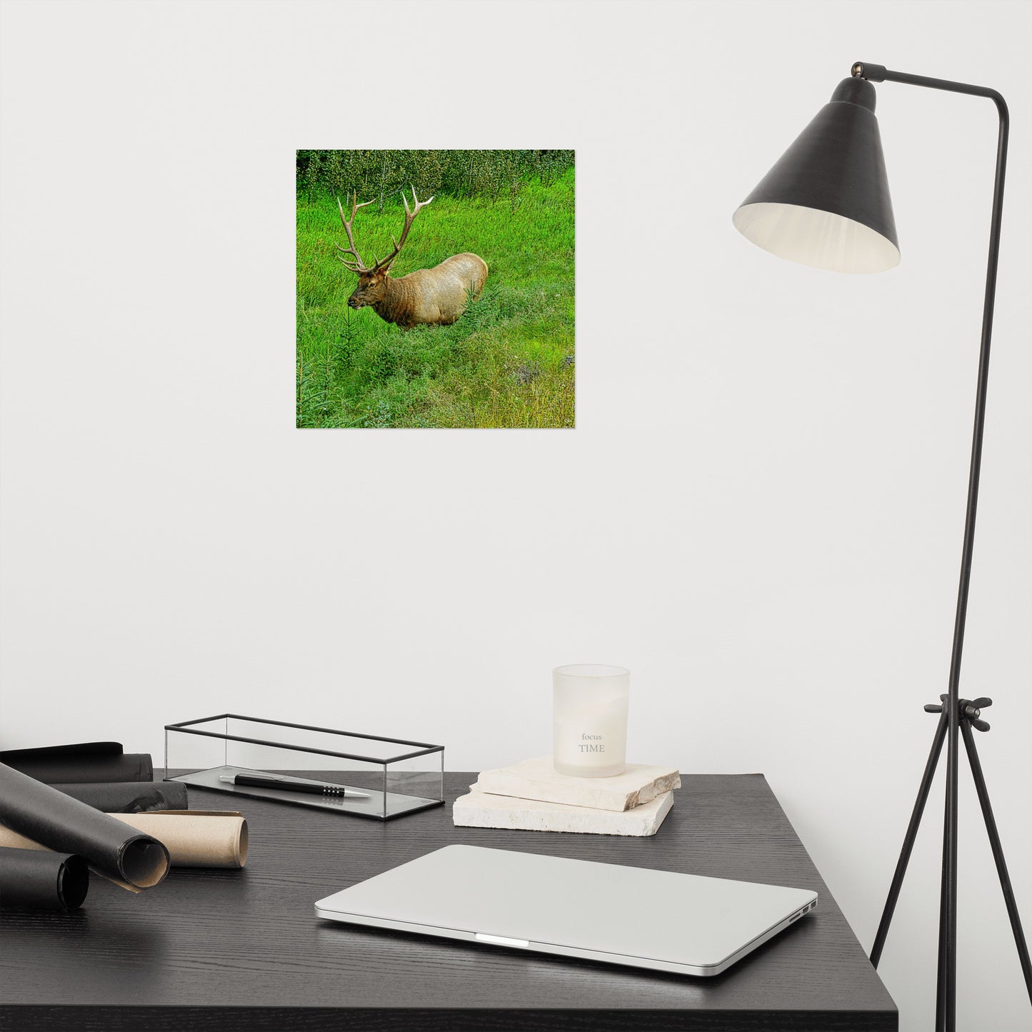 Matte Poster Print - Jasper National Park Elk
