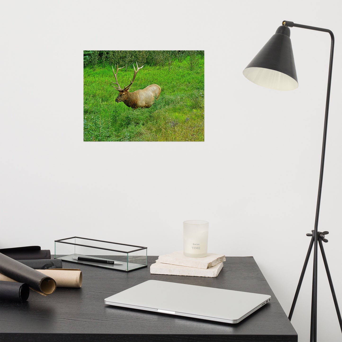 Matte Poster Print - Jasper National Park Elk