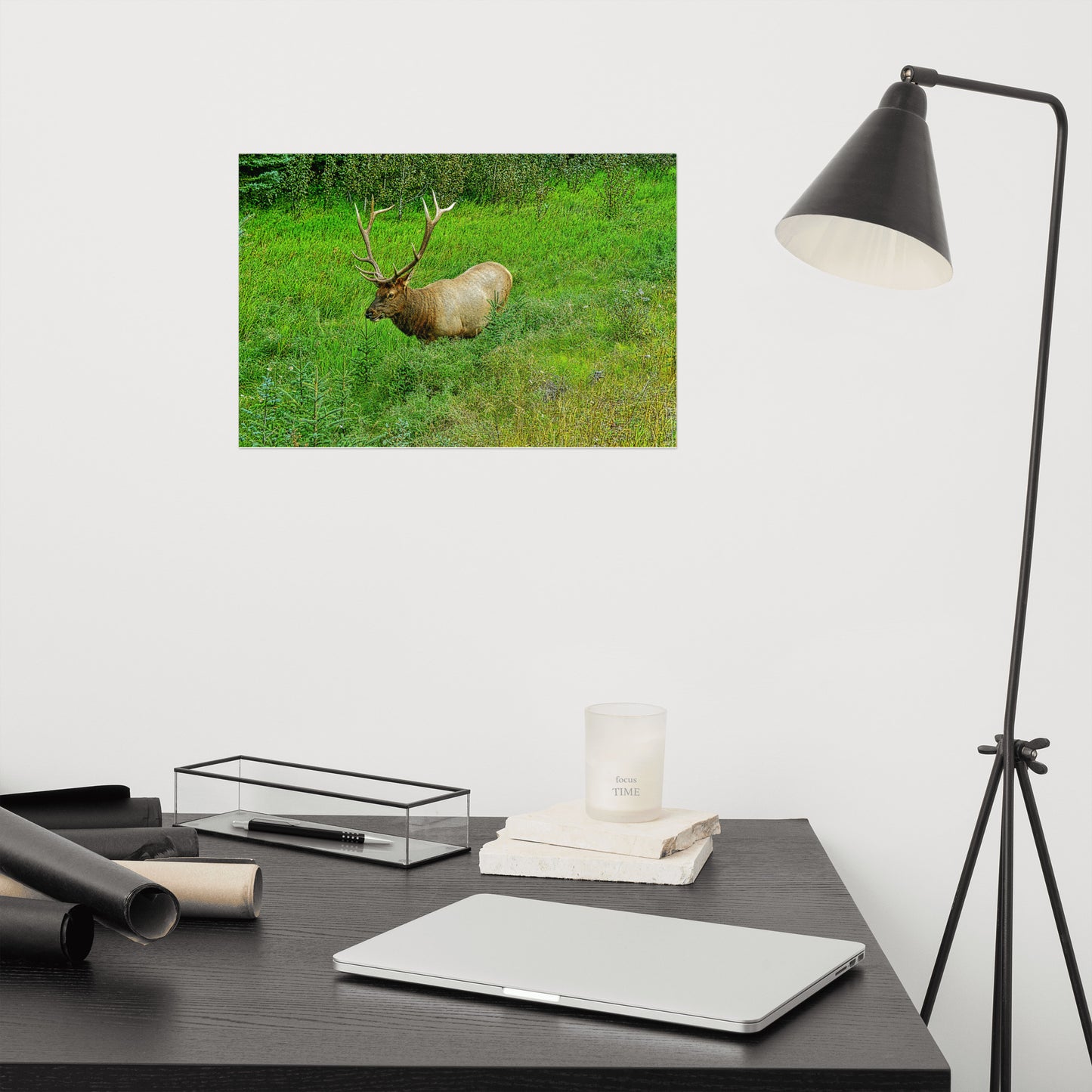 Matte Poster Print - Jasper National Park Elk