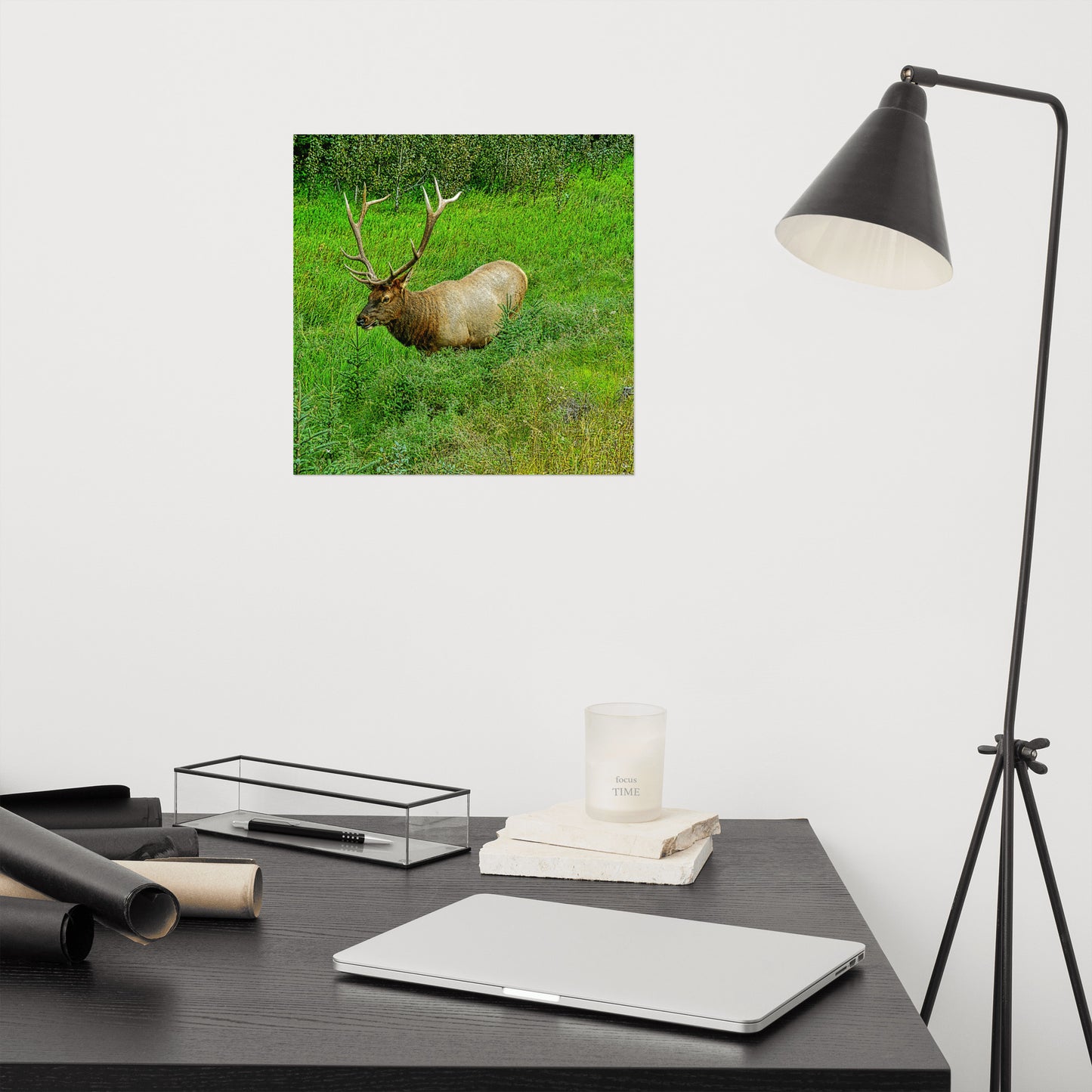 Matte Poster Print - Jasper National Park Elk