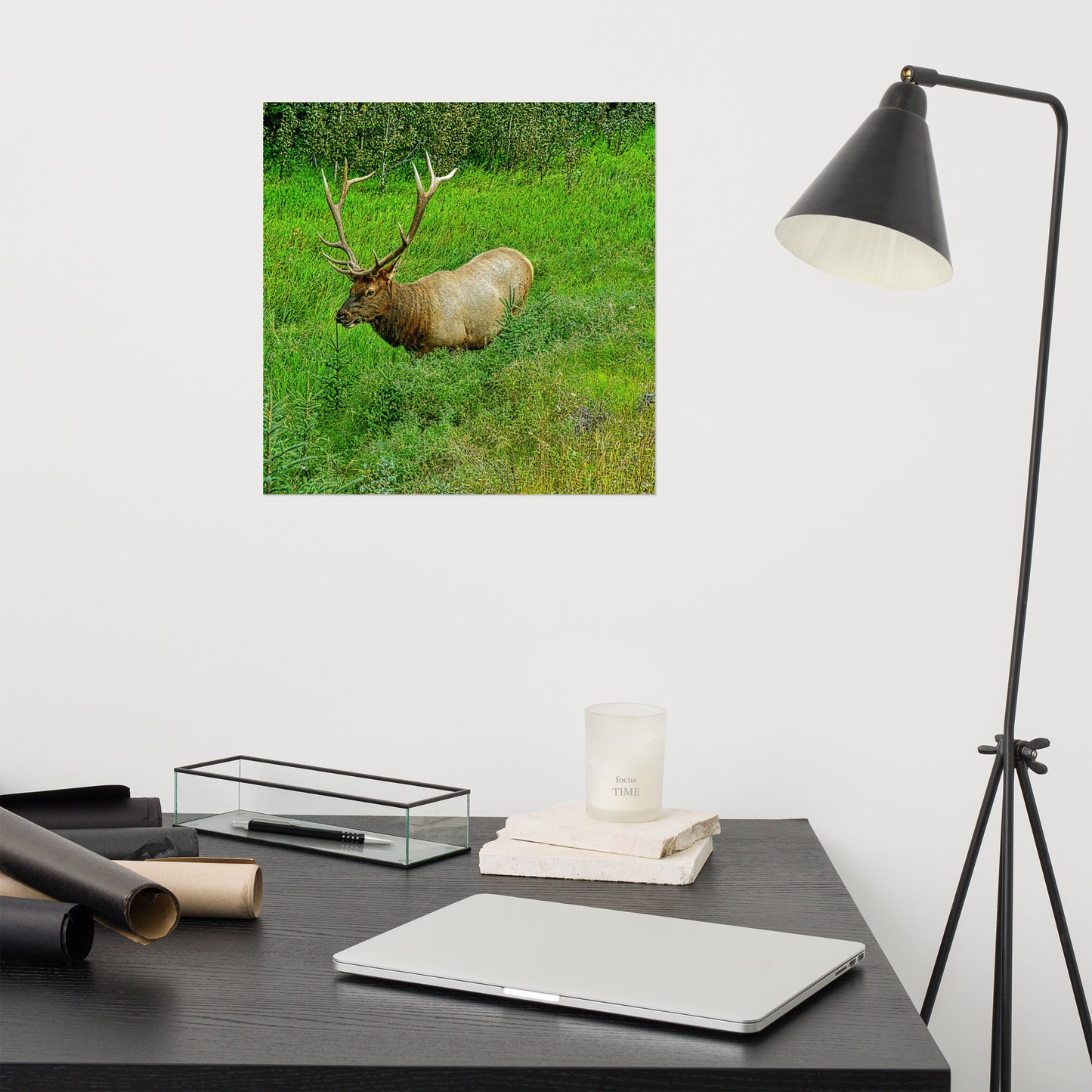 Matte Poster Print - Jasper National Park Elk