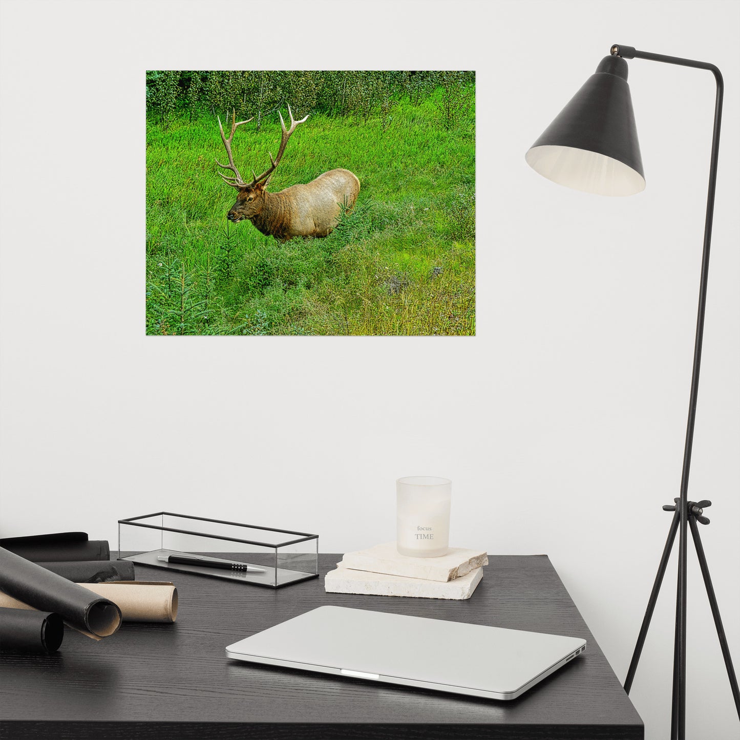 Matte Poster Print - Jasper National Park Elk