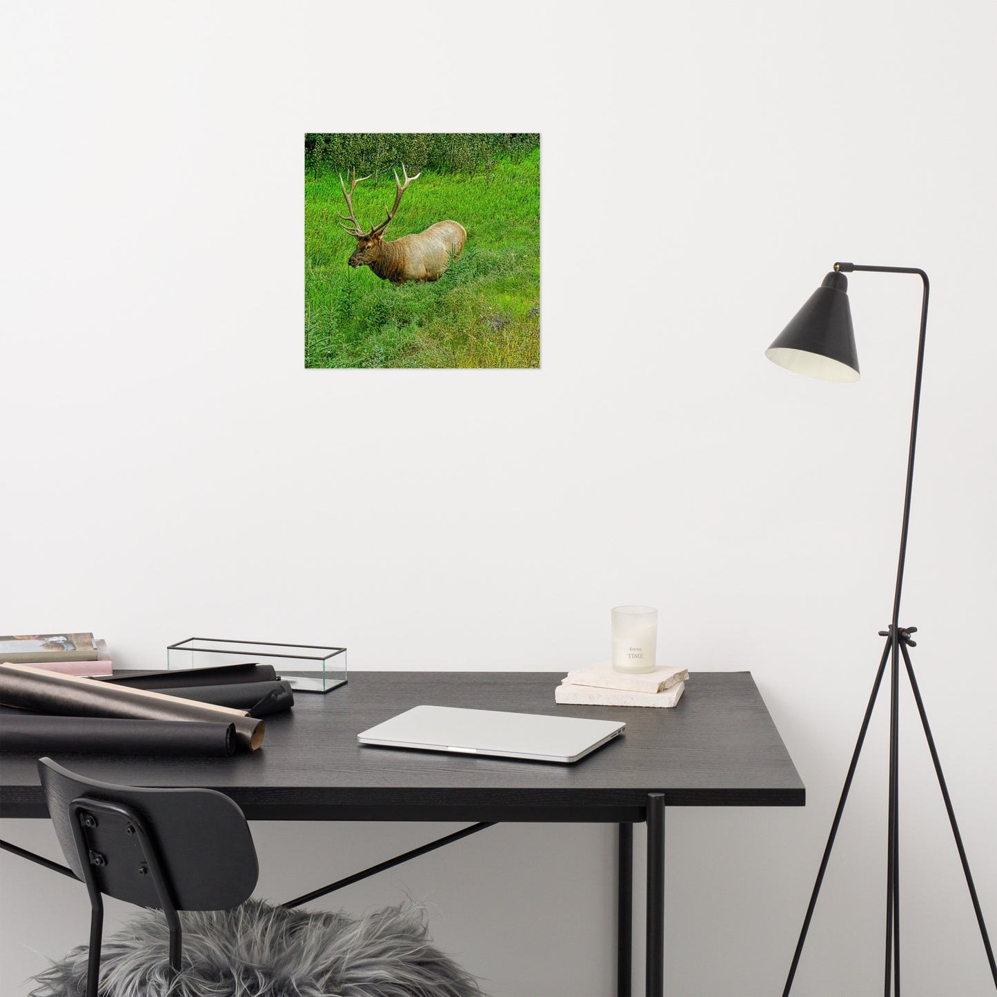 Matte Poster Print - Jasper National Park Elk