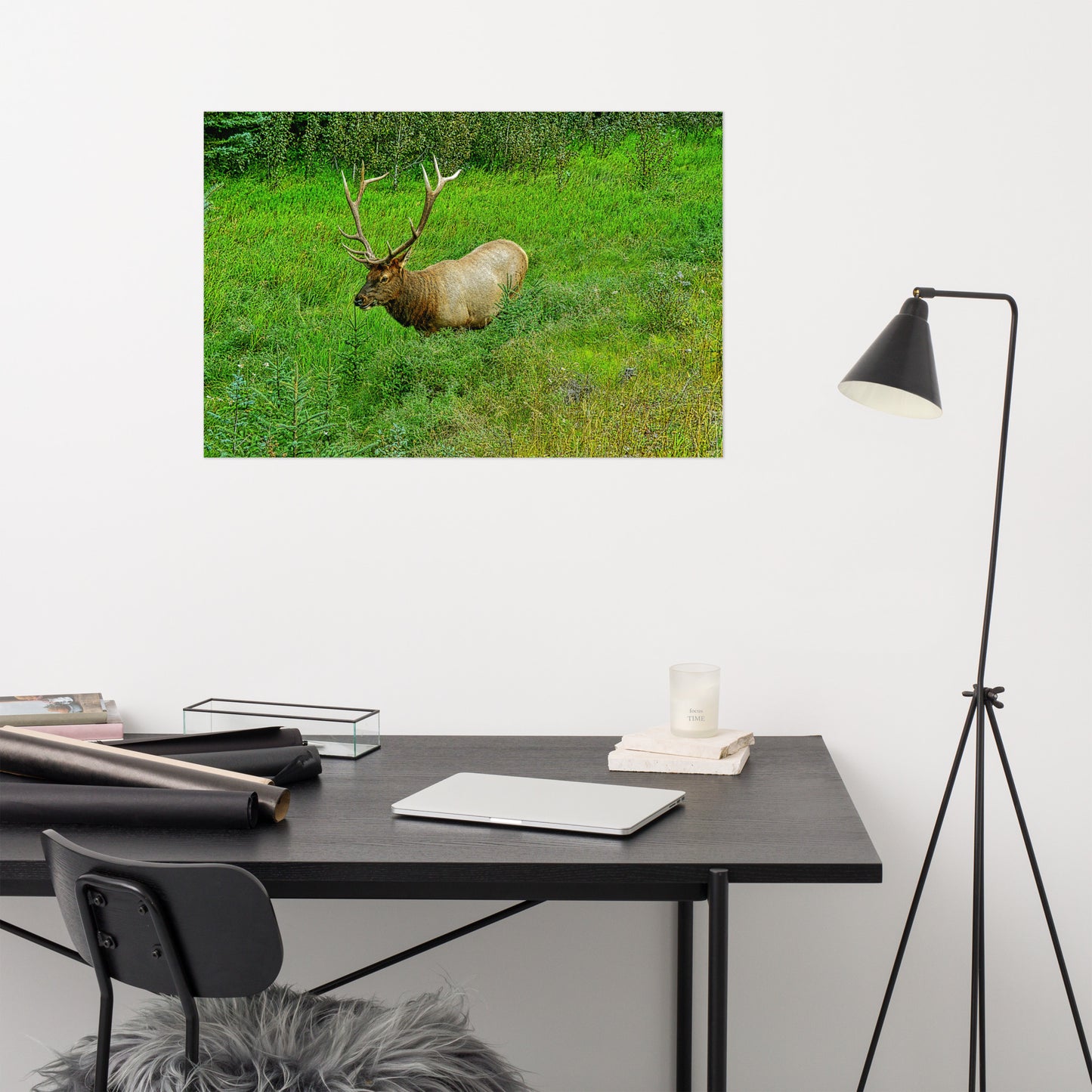 Matte Poster Print - Jasper National Park Elk