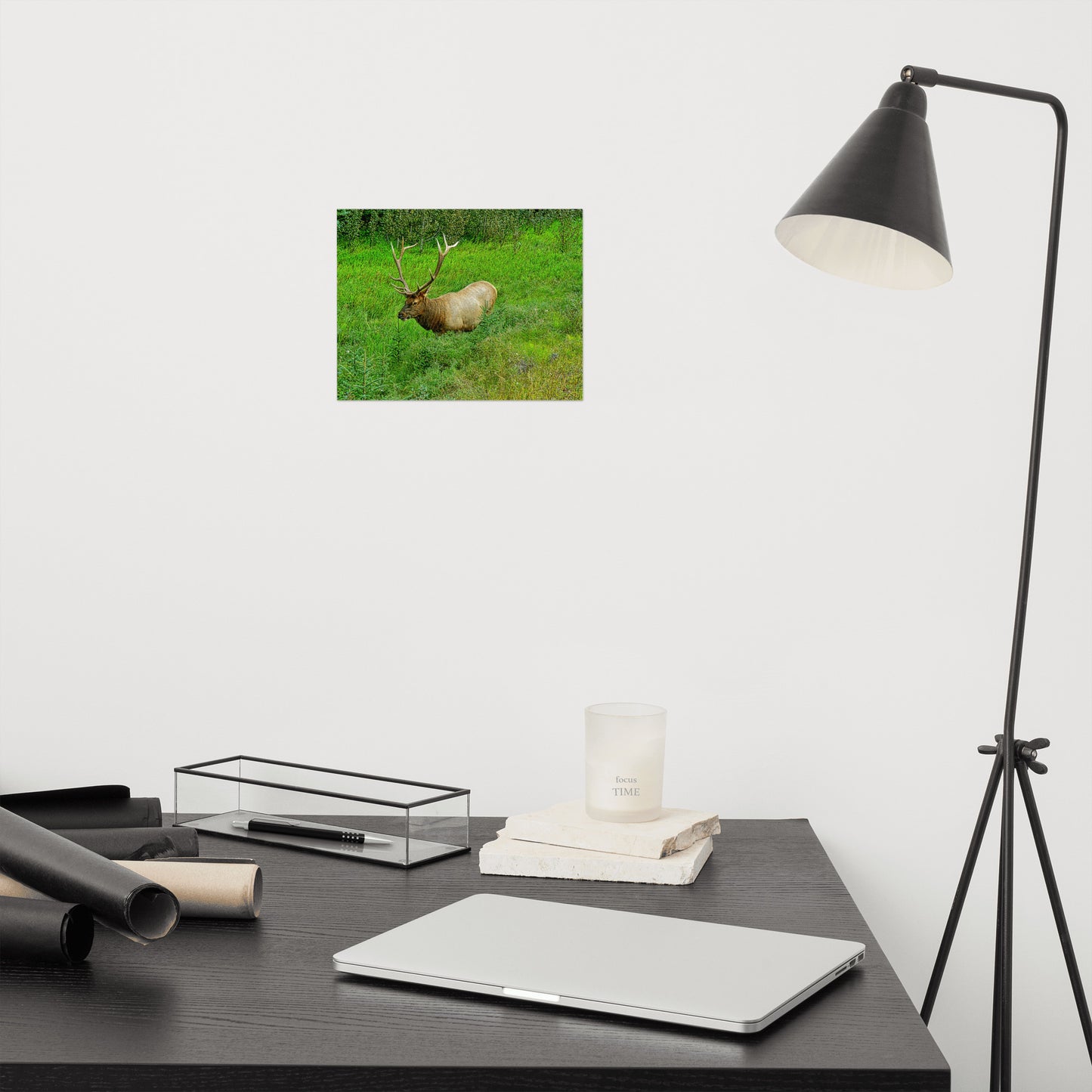 Matte Poster Print - Jasper National Park Elk