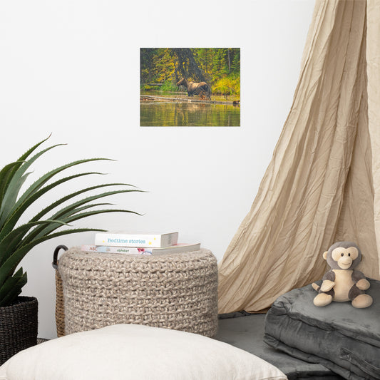 Lustre Poster Print - Moose Lake Moose