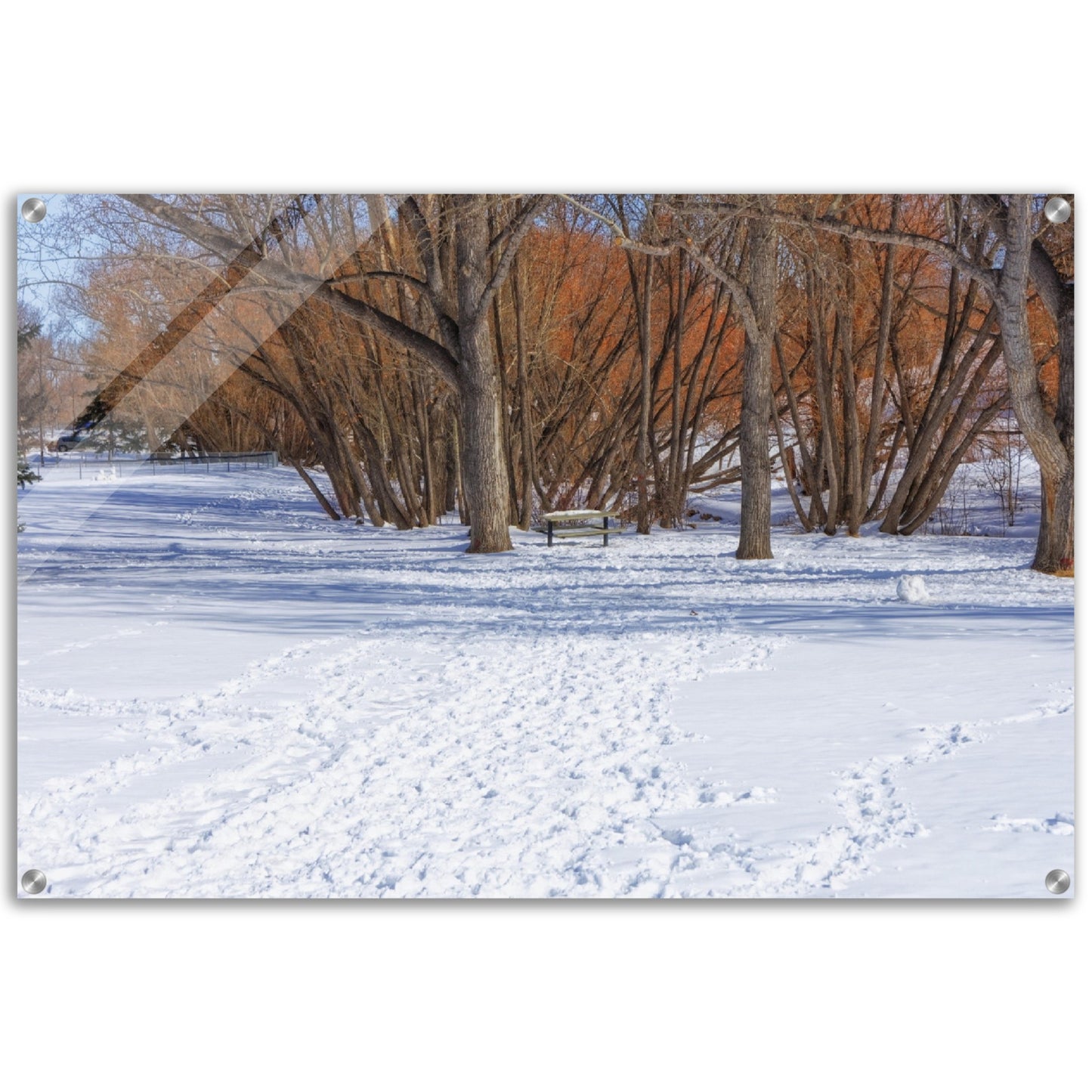 Acrylic Print - Confederation Park Winter