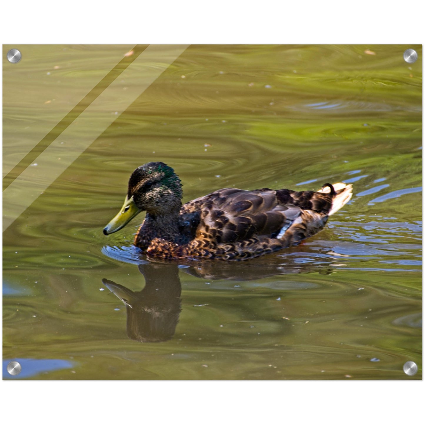 Acrylic Print - Confederation Park Pond Duck