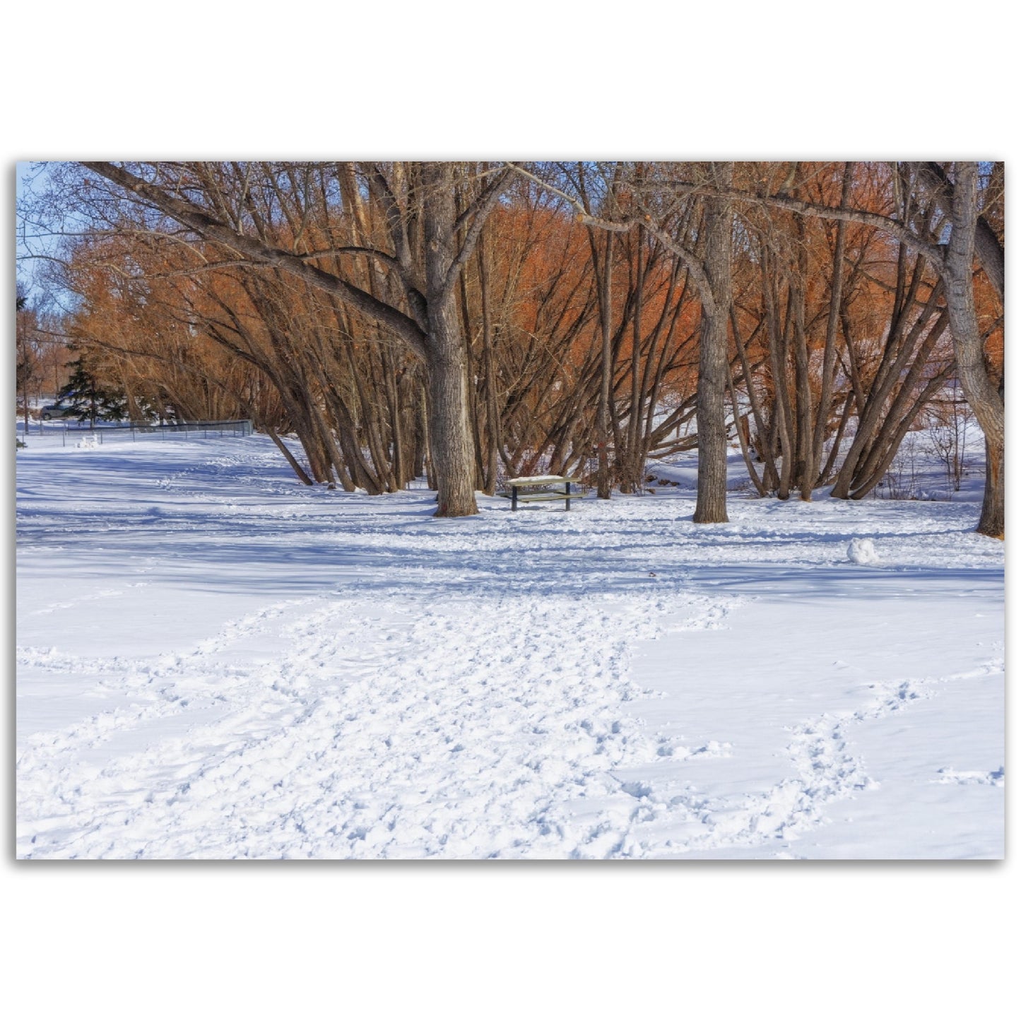 Premium Semi-Glossy Poster Print - Confederation Park Winter