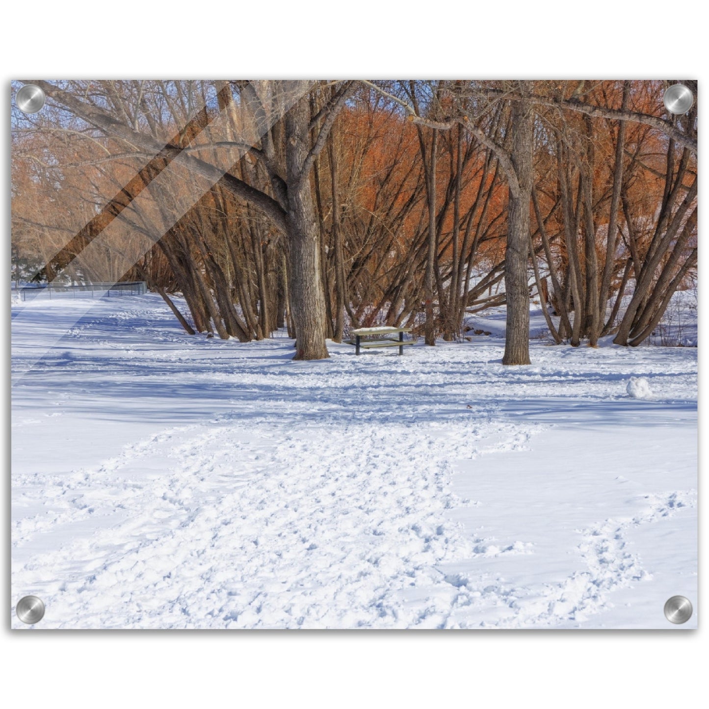 Acrylic Print - Confederation Park Winter