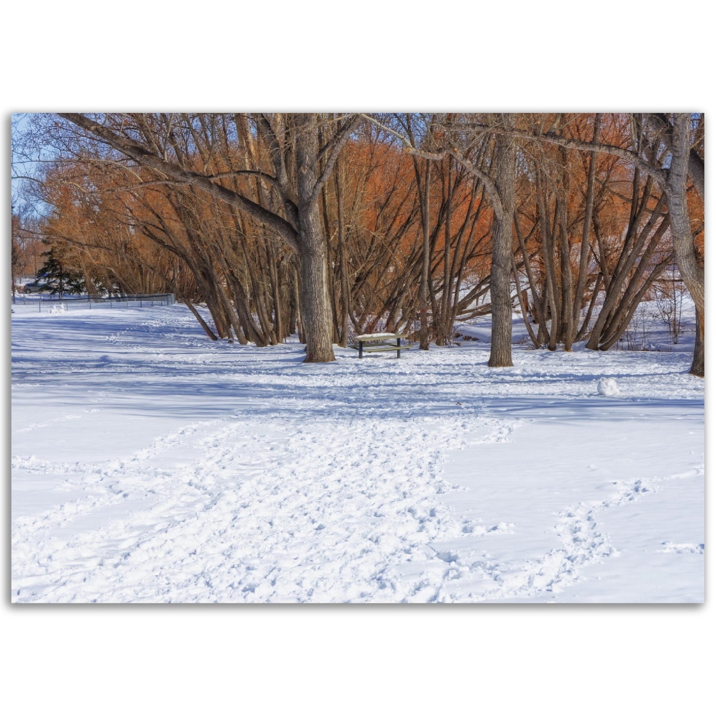 Premium Semi-Glossy Poster Print - Confederation Park Winter