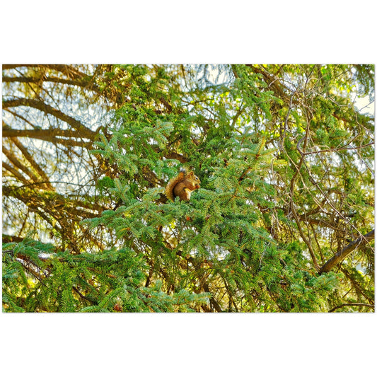 Premium Semi-Glossy Poster Print - Jasper National Park Squirrel