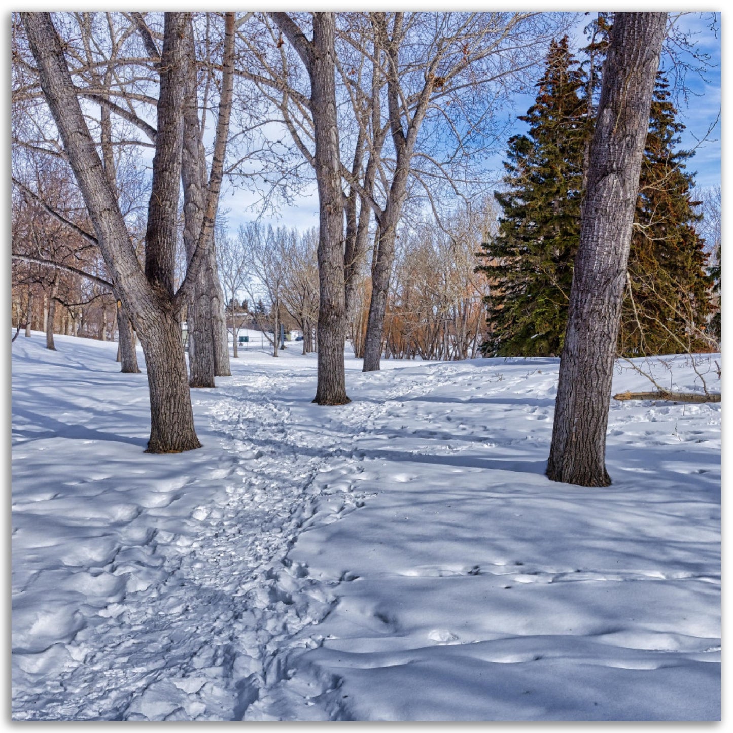 Premium Semi-Glossy Poster Print - Confederation Park Winter HDR