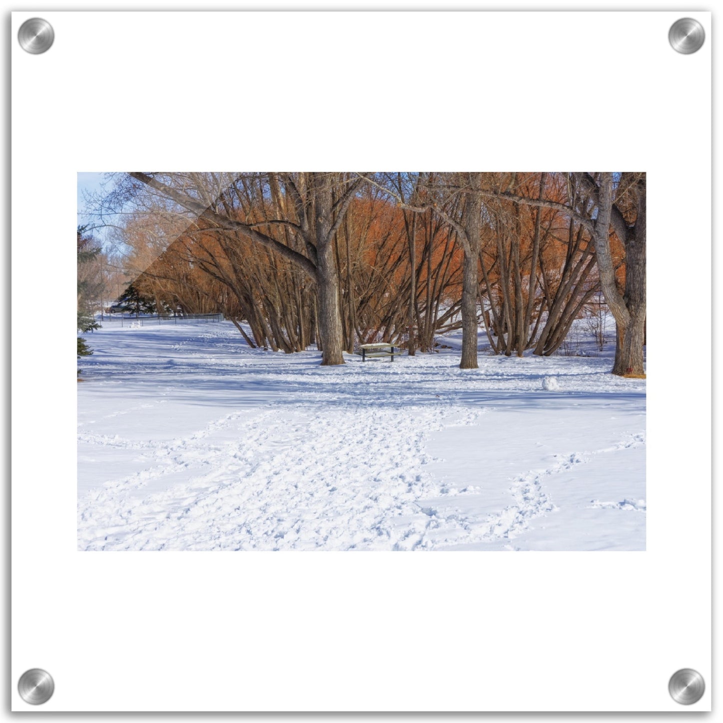Acrylic Print - Confederation Park Winter